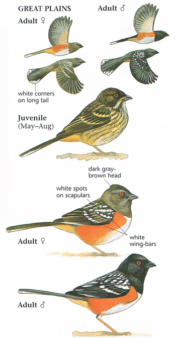 Spotted Towhee